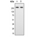 LifeSab™ SPTBN1 Rabbit pAb (50 µl)