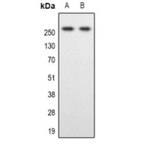 LifeSab™ SPTBN1 Rabbit pAb (50 µl)