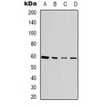 LifeSab™ SEN54 Rabbit pAb (50 µl)