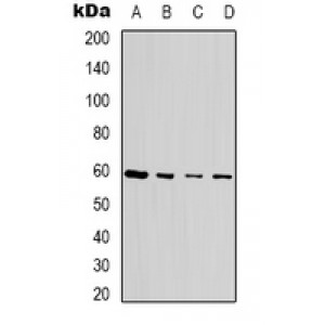 LifeSab™ SEN54 Rabbit pAb (50 µl)