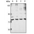 LifeSab™ Ubiquilin 4 Rabbit pAb (50 µl)
