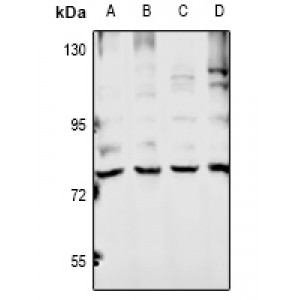 LifeSab™ Ubiquilin 4 Rabbit pAb (50 µl)