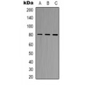 LifeSab™ BAG3 Rabbit pAb (50 µl)
