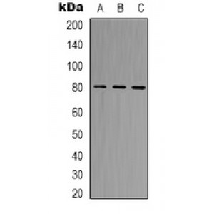 LifeSab™ BAG3 Rabbit pAb (50 µl)
