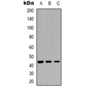 LifeSab™ Cathepsin D Rabbit pAb (50 µl)
