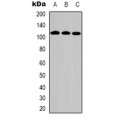 LifeSab™ DPD Rabbit pAb (50 µl)
