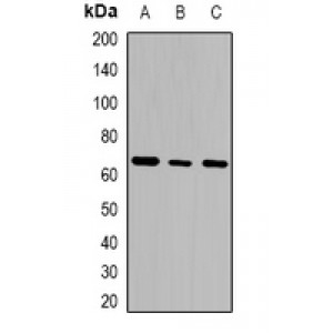 LifeSab™ GTPBP2 Rabbit pAb (50 µl)