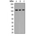 LifeSab™ FNBP3 Rabbit pAb (50 µl)