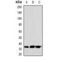 LifeSab™ VGLL2 Rabbit pAb (50 µl)