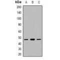 LifeSab™ CACNG5 Rabbit pAb (50 µl)