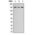 LifeSab™ NIF1 Rabbit pAb (50 µl)