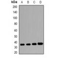 LifeSab™ VSIG2 Rabbit pAb (50 µl)