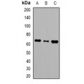 LifeSab™ LINGO2 Rabbit pAb (50 µl)