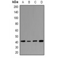 LifeSab™ HAPLN4 Rabbit pAb (50 µl)