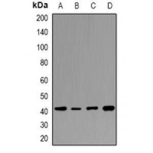LifeSab™ HAPLN4 Rabbit pAb (50 µl)
