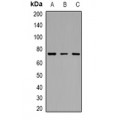 LifeSab™ c-Myb (AcK471) Rabbit pAb (50 µl)