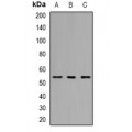 LifeSab™ THNSL2 Rabbit pAb (50 µl)