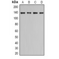 LifeSab™ ALPK1 Rabbit pAb (50 µl)