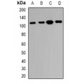 LifeSab™ RBM26 Rabbit pAb (50 µl)