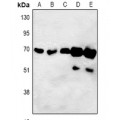 LifeSab™ ORC3 Rabbit pAb (50 µl)