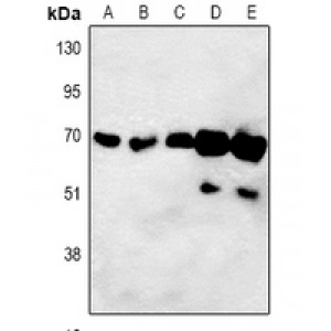 LifeSab™ ORC3 Rabbit pAb (50 µl)