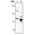 LifeSab™ Chromogranin B Rabbit pAb (50 µl)