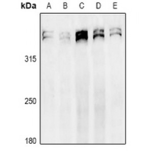 LifeSab™ Ki67 Rabbit pAb (50 µl)