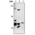 LifeSab™ FASTKD3 Rabbit pAb (50 µl)