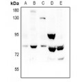 LifeSab™ REPS1 Rabbit pAb (50 µl)