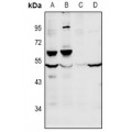 LifeSab™ FOXD4 Rabbit pAb (50 µl)