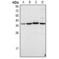 LifeSab™ TWIK3 Rabbit pAb (50 µl)