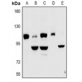 LifeSab™ Kv7.5 Rabbit pAb (50 µl)