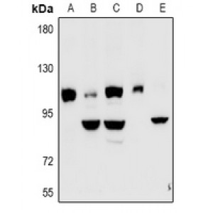 LifeSab™ Kv7.5 Rabbit pAb (50 µl)