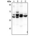 LifeSab™ ZNF498 Rabbit pAb (50 µl)
