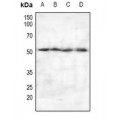 LifeSab™ PSO Rabbit pAb (50 µl)