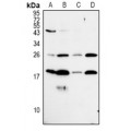 LifeSab™ MRPL50 Rabbit pAb (50 µl)