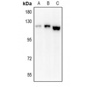 LifeSab™ EPHA8 Rabbit pAb (50 µl)