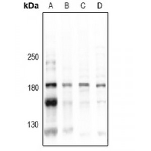 LifeSab™ CD45 (pY1216) Rabbit pAb (50 µl)