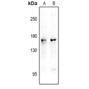 LifeSab™ nNOS (pS1417) Rabbit pAb (50 µl)