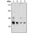 LifeSab™ CD45 Rabbit pAb (50 µl)