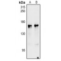 LifeSab™ nNOS Rabbit pAb (50 µl)