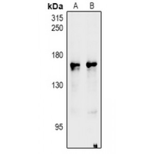 LifeSab™ nNOS Rabbit pAb (50 µl)