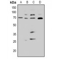 LifeSab™ CDC25A (pS82) Rabbit pAb (50 µl)
