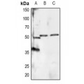 LifeSab™ RXR alpha (pS260) Rabbit pAb (50 µl)