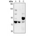 LifeSab™ COP1 Rabbit pAb (50 µl)