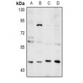 LifeSab™ NEIL1 Rabbit pAb (50 µl)