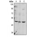 LifeSab™ FOXD4 Rabbit pAb (50 µl)