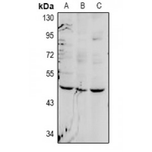 LifeSab™ FOXD4 Rabbit pAb (50 µl)