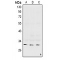 LifeSab™ Connexin 31.3 Rabbit pAb (50 µl)