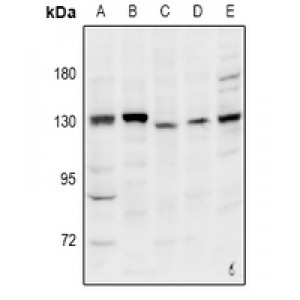 LifeSab™ INT2 Rabbit pAb (50 µl)